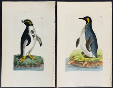 Shaw & Nodder - Pair of Penguin Engravings