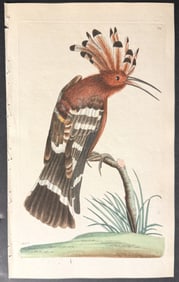Shaw & Nodder - Hoopoe. 309