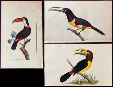 Shaw & Nodder - 3 Toucan Engravings
