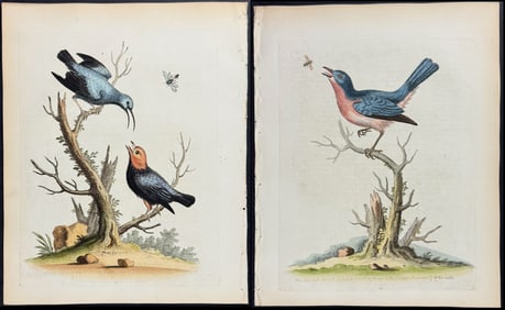 Edwards - 5 Bird Engravings