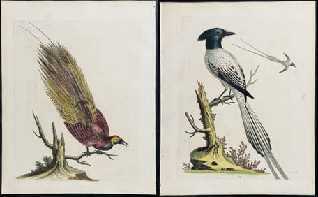 Edwards - 3 Bird of Paradise Engravings