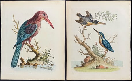 Edwards - 4 Kingfisher Engravings