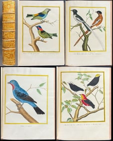 Martinet & Buffon - Volume 5 with 98 Bird Engravings