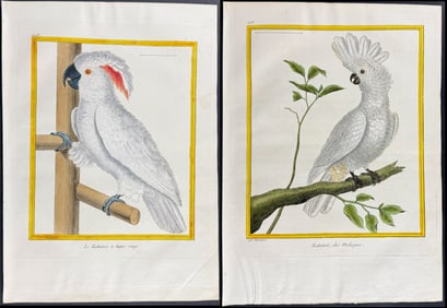 Martinet & Buffon - 4 Cockatoo Engravings