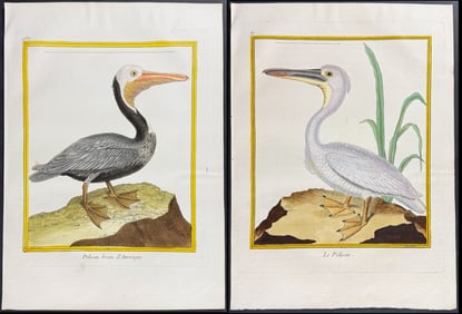 Martinet & Buffon - 3 Pelican Engravings