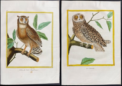 Martinet & Buffon - 4 Owl Engravings