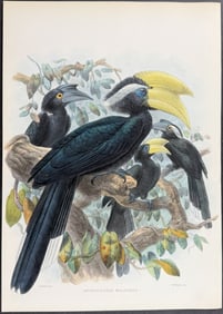 Elliot & Keulemans - White-billed Hornbill