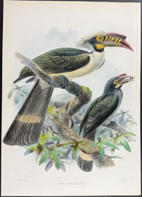 Elliot & Keulemans - Manilla Hornbill