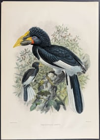 Elliot & Keulemans - Sharpe's Hornbill