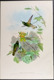 Gould - Yellow-fronted Panoplites Hummingbird (Panoplites flavescens)
