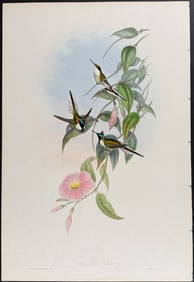 Gould - Sun Gem Hummingbird (Heliactin Cornuta)