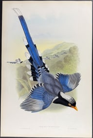 Gould - Nepaulese Blue Pie