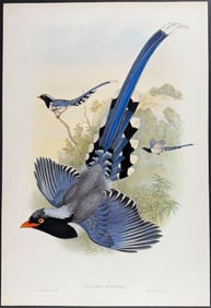 Gould - Chinese Blue Pie