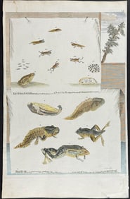 Merian, Folio - Frog or Toad Life Cycle. 60
