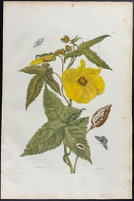 Merian, Folio - Hibiscus with Moth Metamorphosis. 42