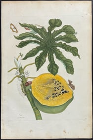 Merian, Folio - Papaya with Moth Metamorphosis. 40
