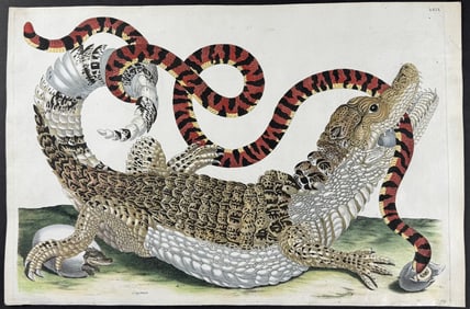 Merian, Folio - Caiman Holding Snake. 69 (Crocodile or Alligator). 69