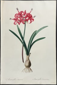 Redoute, Folio - Guernsey Lily (Amaryllis Sarniensis). 33