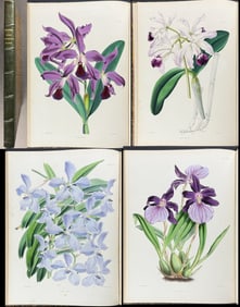 Warner & Williams's Orchidaceous Plants - Volume with 40 Folio Orchid Lithographs