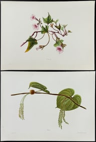 Sinclair, Hawaii - 4 Botanical Lithographs