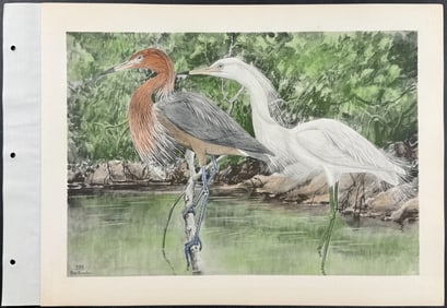 Brasher - Redish Egret. 198