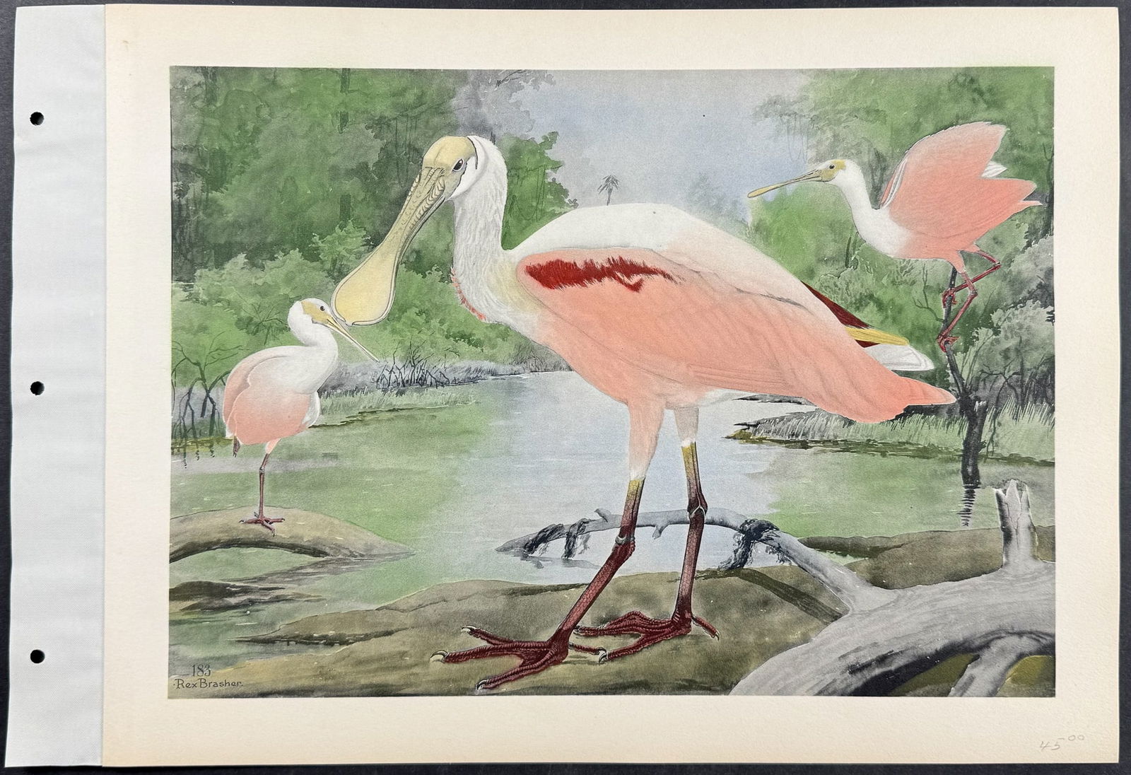 Brasher - Roseate Spoonbill. 183 (1 of 1)
