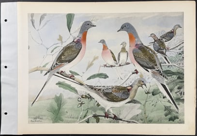 Brasher - Passenger Pigeon. 315