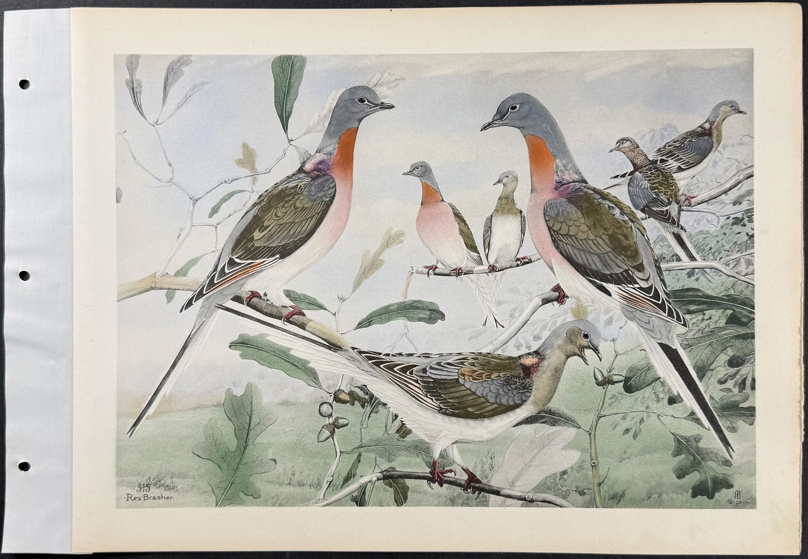 Brasher - Passenger Pigeon. 315 (1 of 1)