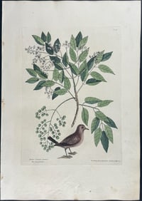 Catesby, First Ed - Ground Dove with Pellitory or Tooth-Ach Tree
