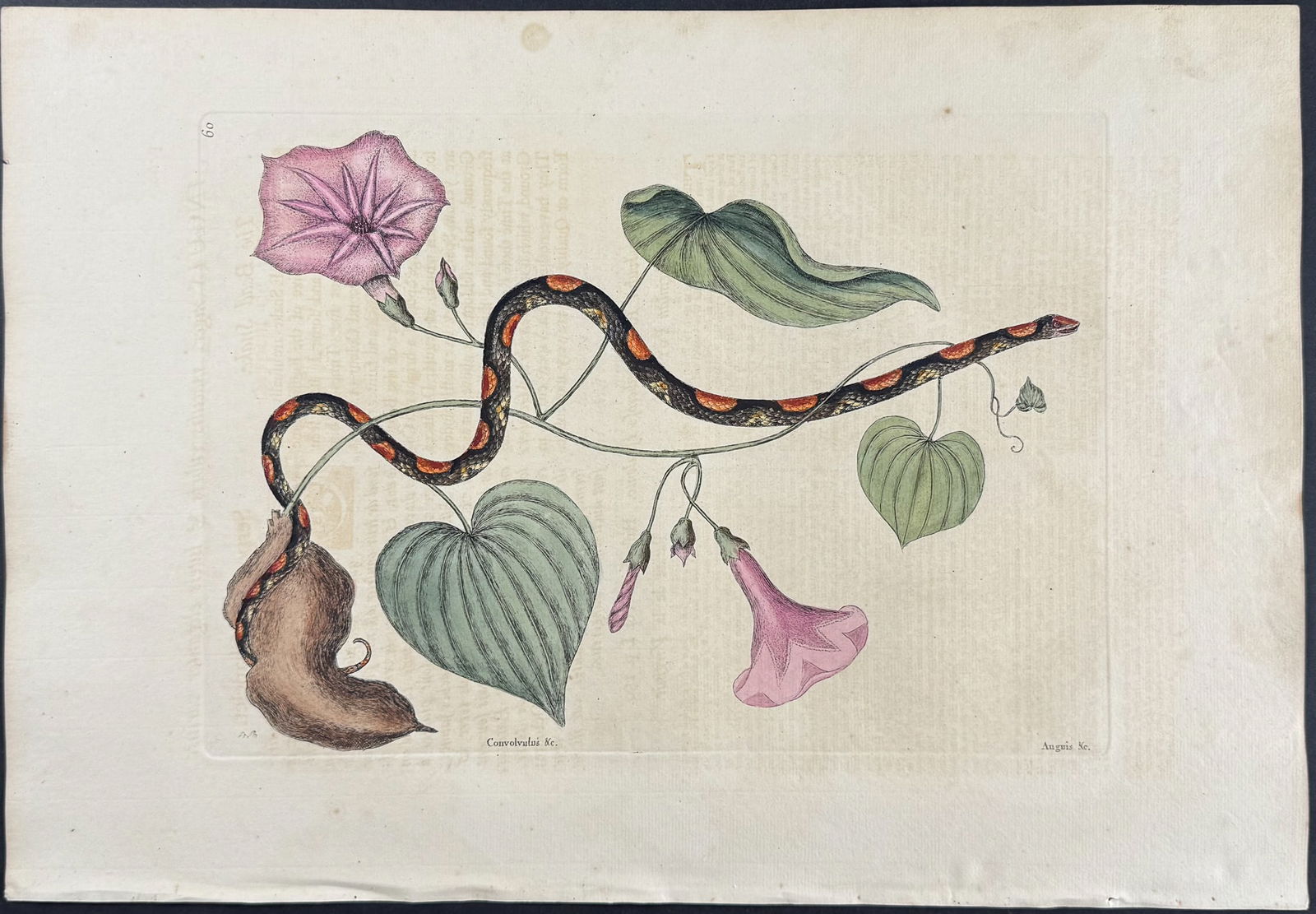 Catesby, First Ed - Bead Snake (Corn Snake) with Virginia Potato (Sweet Potato) (1 of 1)