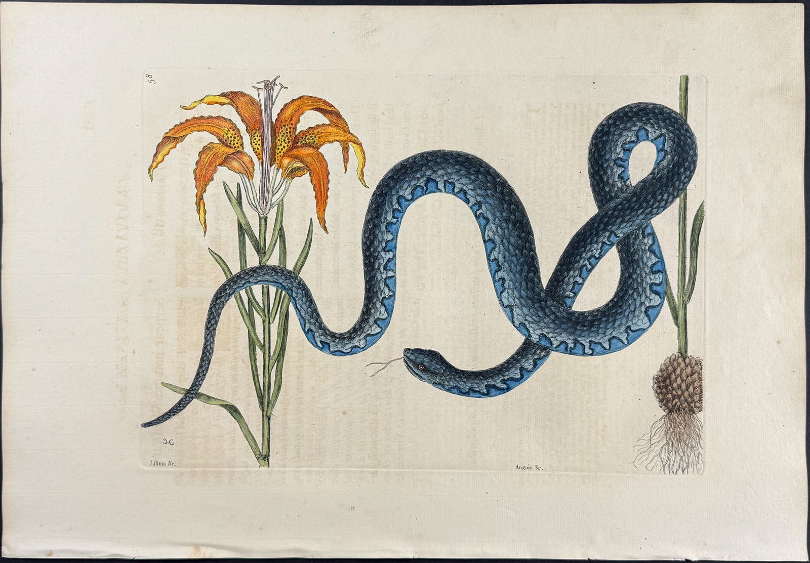 Catesby, First Ed - Wampum Snake with Red Lily (Catesby?s Lily) (1 of 1)