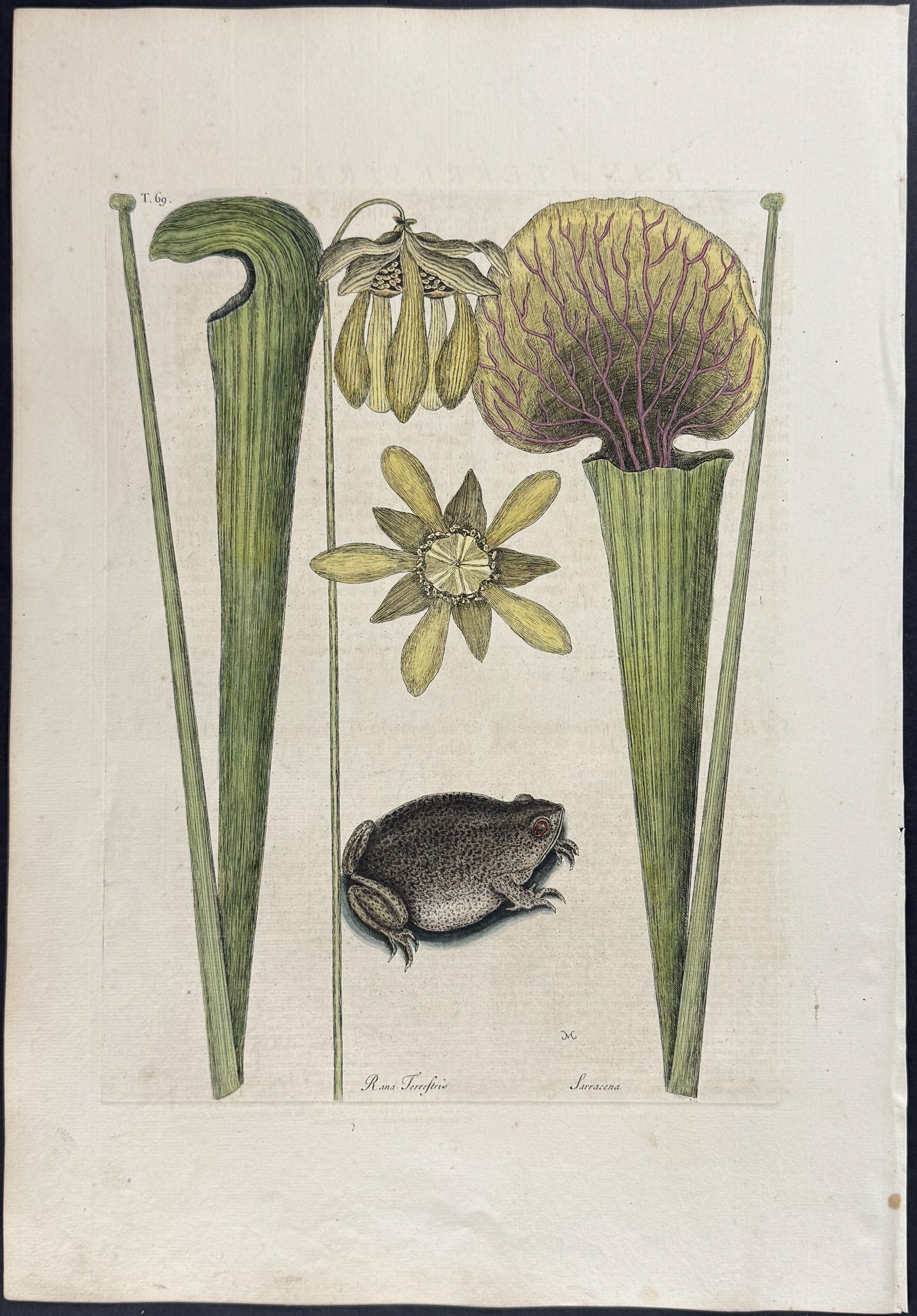 Catesby, First Ed - Land Frog (Southern Toad) with Yellow Pitcher Plant (Carnivorous): We are pleased to offer this folio engraving from Mark Catesby?s The Natural History of Carolina, Florida and the Bahama Islands: Containing the Figures of Birds, Beasts, Fishes, Serpents, Insects, an
