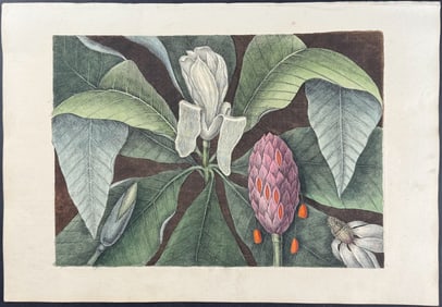 Catesby, First Ed - Magnolia - The Umbrella Tree (Big Leaf Magnolia)