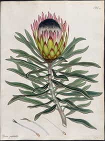 Andrews - Waved-leaved Protea. 270