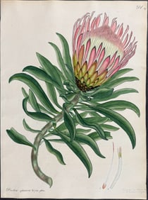Andrews - Smooth-leaved Shewy Protea. 277