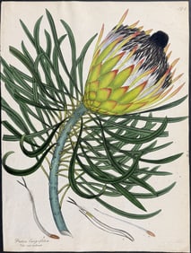 Andrews - Long-leaved Protea. 144