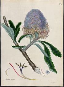 Andrews, Australia - Sawed-leaved Banksia. 82