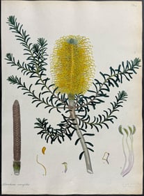 Andrews, Australia - Heath-leaved Banksia. 166