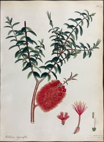 Andrews, Australia - St. John's-wort-leaved Melaleuca. 200