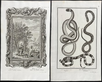 Scheuchzer - 13 Engravings of Serpents or Snakes