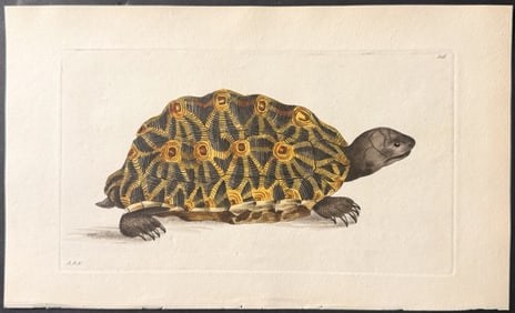 Shaw & Nodder - Radiated Tortoise. 306