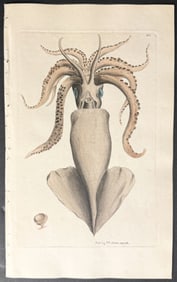 Shaw & Nodder - Calamary or Squid. 363