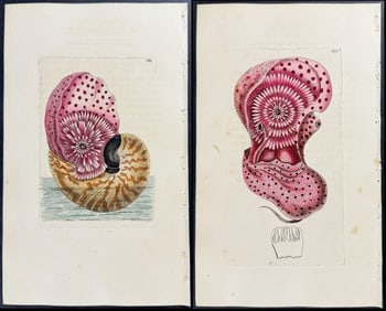 Shaw & Nodder - Pair of Nautilus Pomipilius Engravings