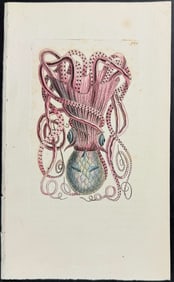 Shaw & Nodder - Granulated Cuttle Fish (Octopus or Squid). 780