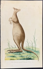 Shaw & Nodder, Australia - Great Kangaroo. 33