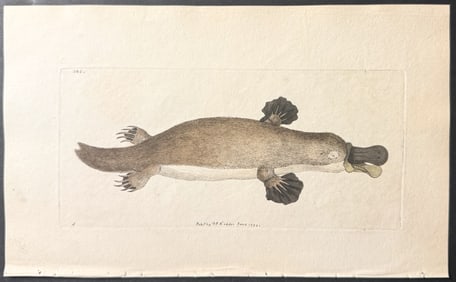 Shaw & Nodder, Australia - Pair of Duck-billed Platypus Engravings