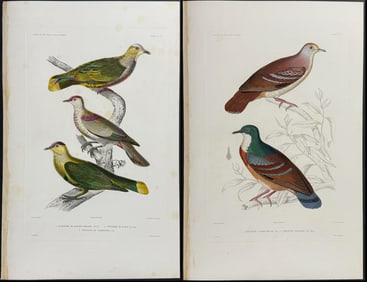 Dumont - Pair of Engravings of Pigeons or Doves