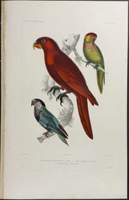 Dumont - Parrots, Lory. 24b