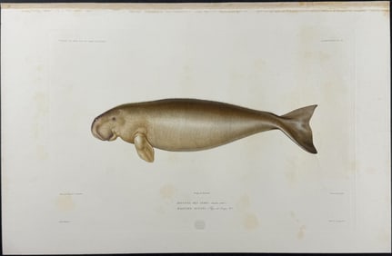 Dumont - 3 Engravings of Manatee