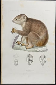 Dumont - Pair of Engravings of Koala